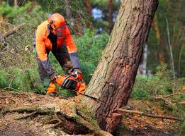 How Our Tree Care Process Works  in Lincolnshire, IL